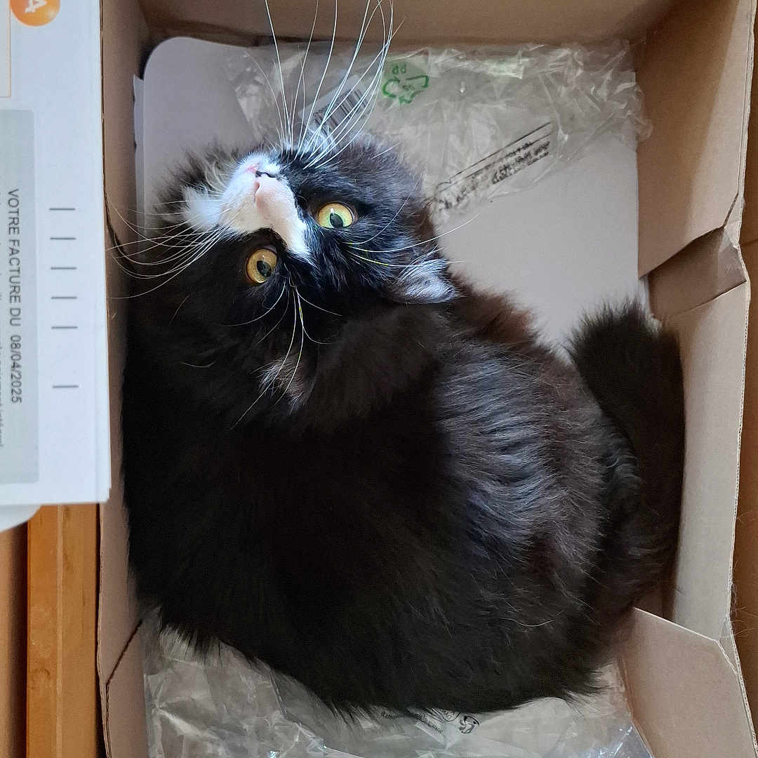 Chimay participe au concours pour gagner de l'argent avec cette photo : cat, box, cardboard, plastic, packing_material, black_cat, white_fur, yellow_eyes, curious, pet, indoor, carpet, wood, paper, whiskers, feline, animal, cute, domestic, resting