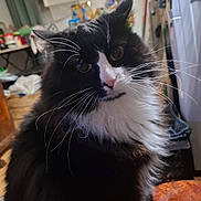 Chimay participe au concours pour gagner de l'argent avec cette photo : cat, black_and_white, fluffy, indoor, pet, animal, curious, whiskers, fur, sitting, head_tilt, orange_surface, household_items, cozy, domestic, cute, feline, close_up, portrait