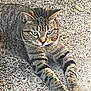 cat, tabby_cat, green_eyes, stretching, outdoor, gravel, texture, whiskers, paws, feline, alert, animal, pet, mammal, fur, closeup, nature, resting, calm, ground