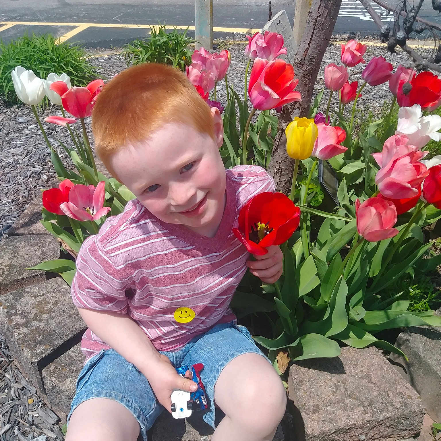 Zaiden is registered to the contest to win money with this photo: annual_plant, botany, child, flower, flowering_plant, garden, gardening, joy, lily_family, perennial_plant, person, plant, spring, toddler, tulip
