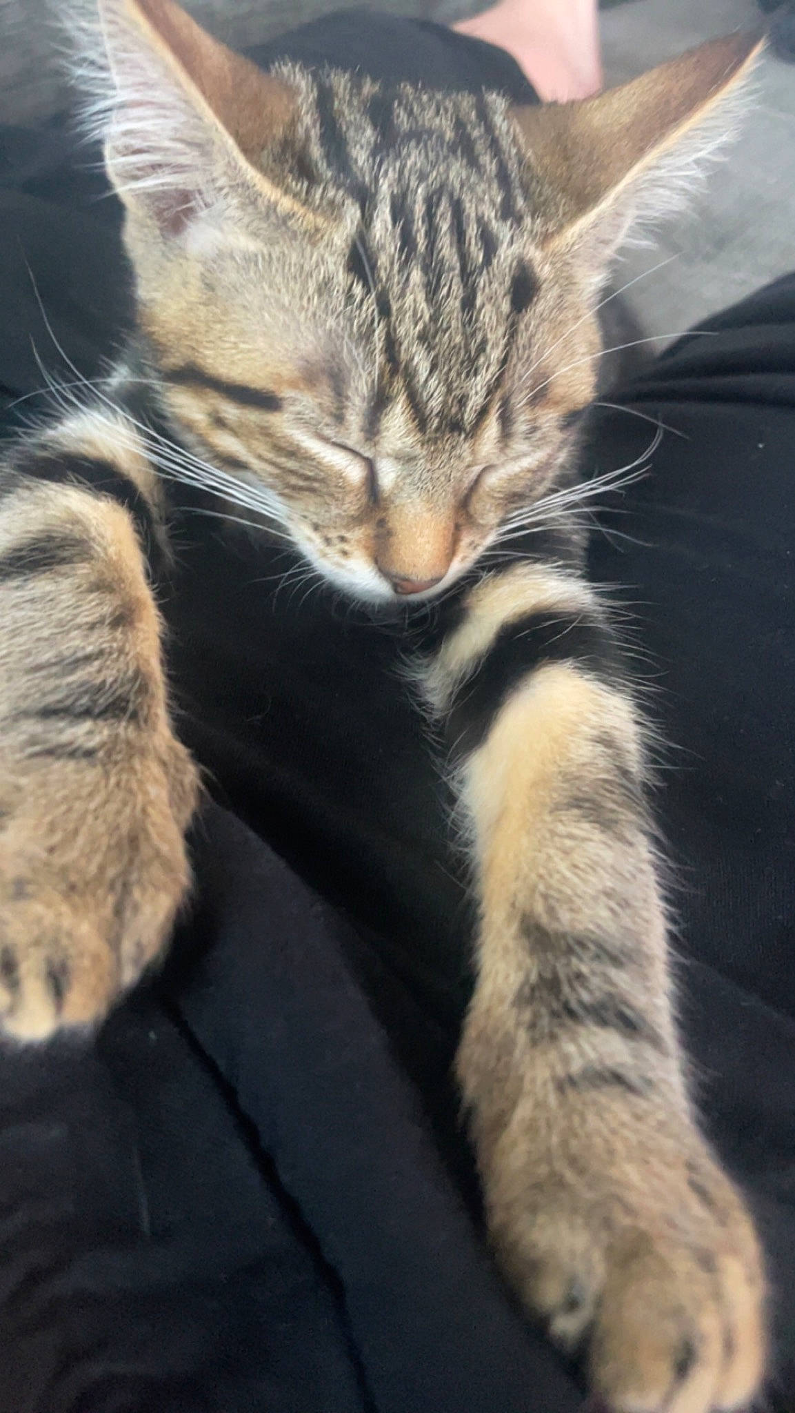 Choupette a rejoint le concours — aidez-le/la à gagner de superbes lots ! carnivore, cat, claw, comfort, domestic_short_haired_cat, eye, felidae, fur, nap, paw, small_to_medium_sized_cats, snout, tail, terrestrial_animal, whiskers, wildlife