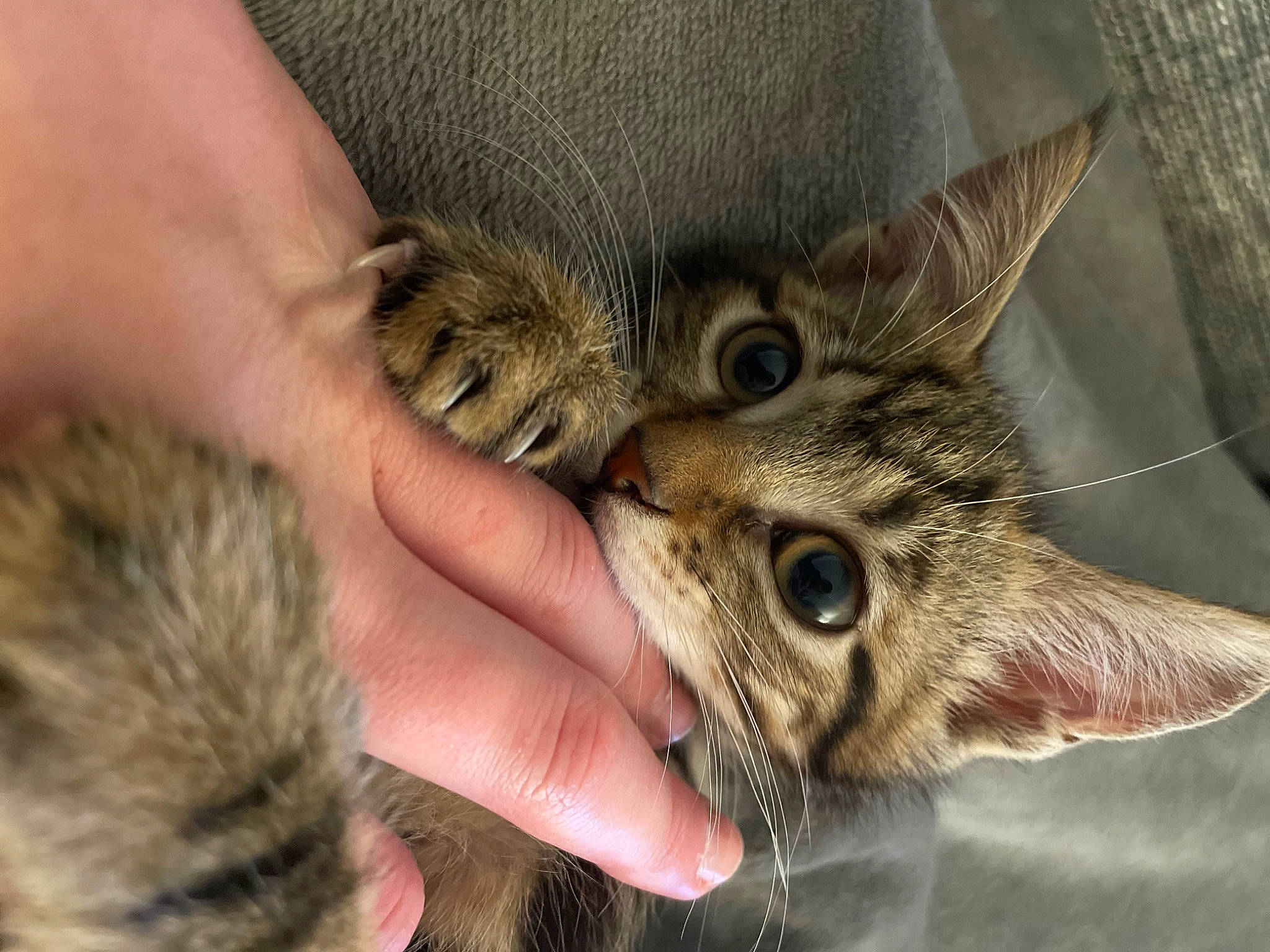 Choupette a rejoint le concours — aidez-le/la à gagner de superbes lots ! carnivore, cat, claw, domestic_short_haired_cat, ear, fawn, felidae, fur, nail, paw, small_to_medium_sized_cats, snout, tail, terrestrial_animal, whiskers, wildlife