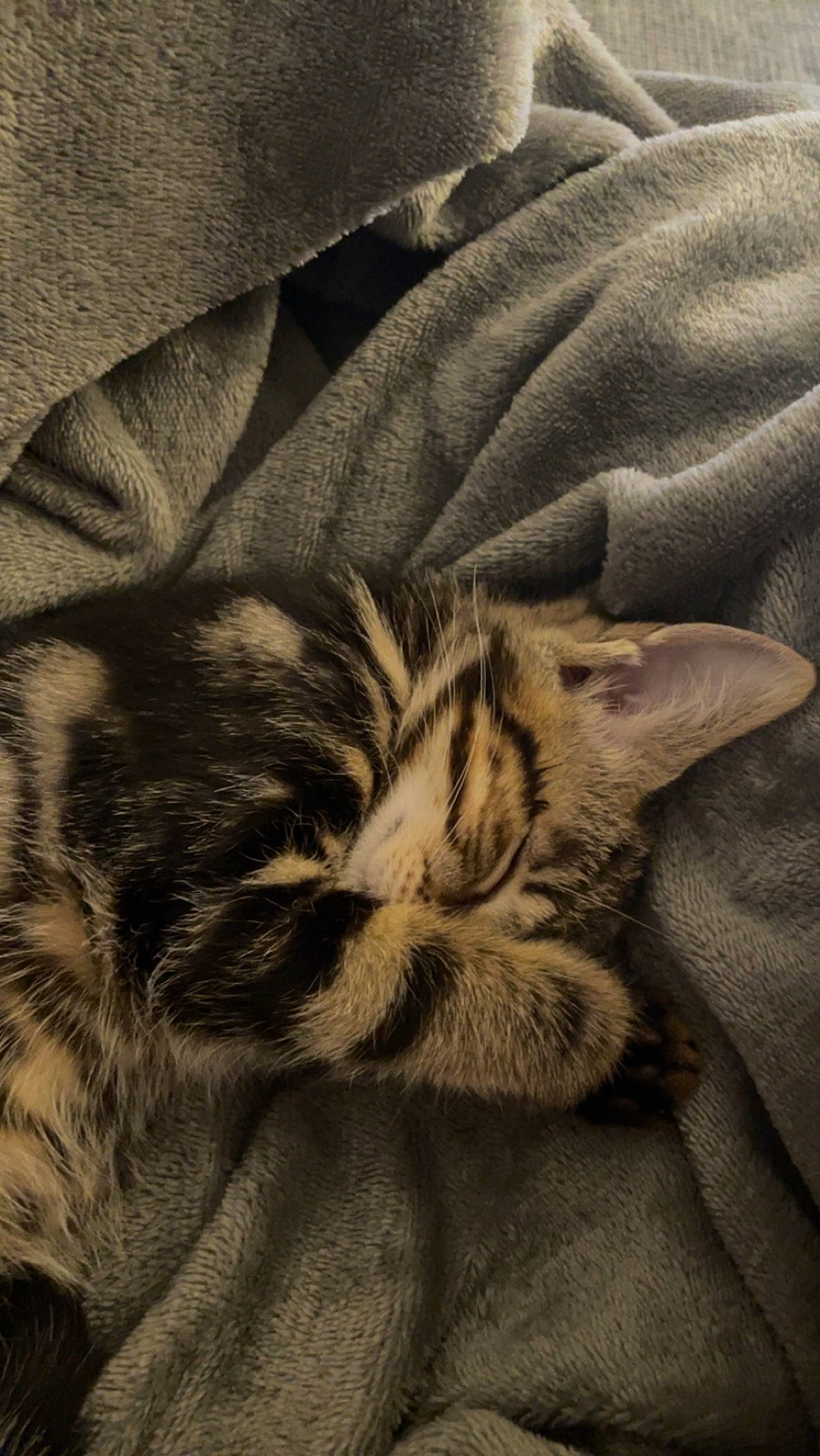 Choupette participe au concours pour gagner de l'argent avec cette photo : carnivore, cat, cloud, comfort, darkness, domestic_short_haired_cat, felidae, fur, grey, linens, monochrome, nap, pattern, paw, sleep, small_to_medium_sized_cats, snout, tail, terrestrial_animal, whiskers