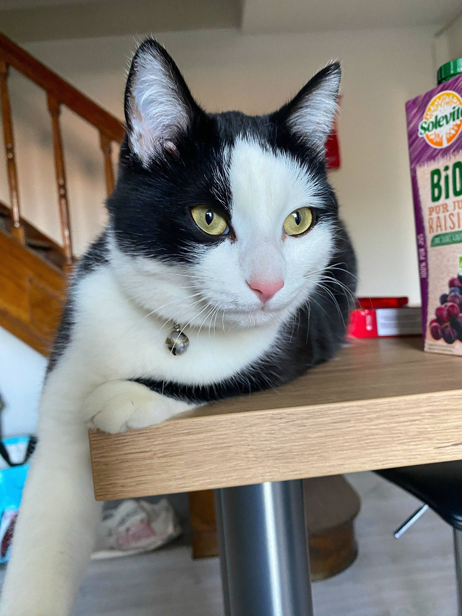 Qwerty participe au concours pour gagner de l'argent avec cette photo : bench, box, carnivore, cat, cat_supply, comfort, domestic_short_haired_cat, felidae, fur, head, logo, sitting, small_to_medium_sized_cats, snout, stairs, table, tail, whiskers, window, wood