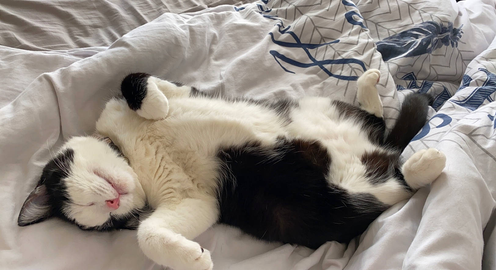 Qwerty a rejoint le concours — aidez-le/la à gagner de superbes lots ! carnivore, cat, claw, comfort, domestic_short_haired_cat, felidae, fur, linens, nap, paw, sleep, small_to_medium_sized_cats, snout, tail, terrestrial_animal, whiskers