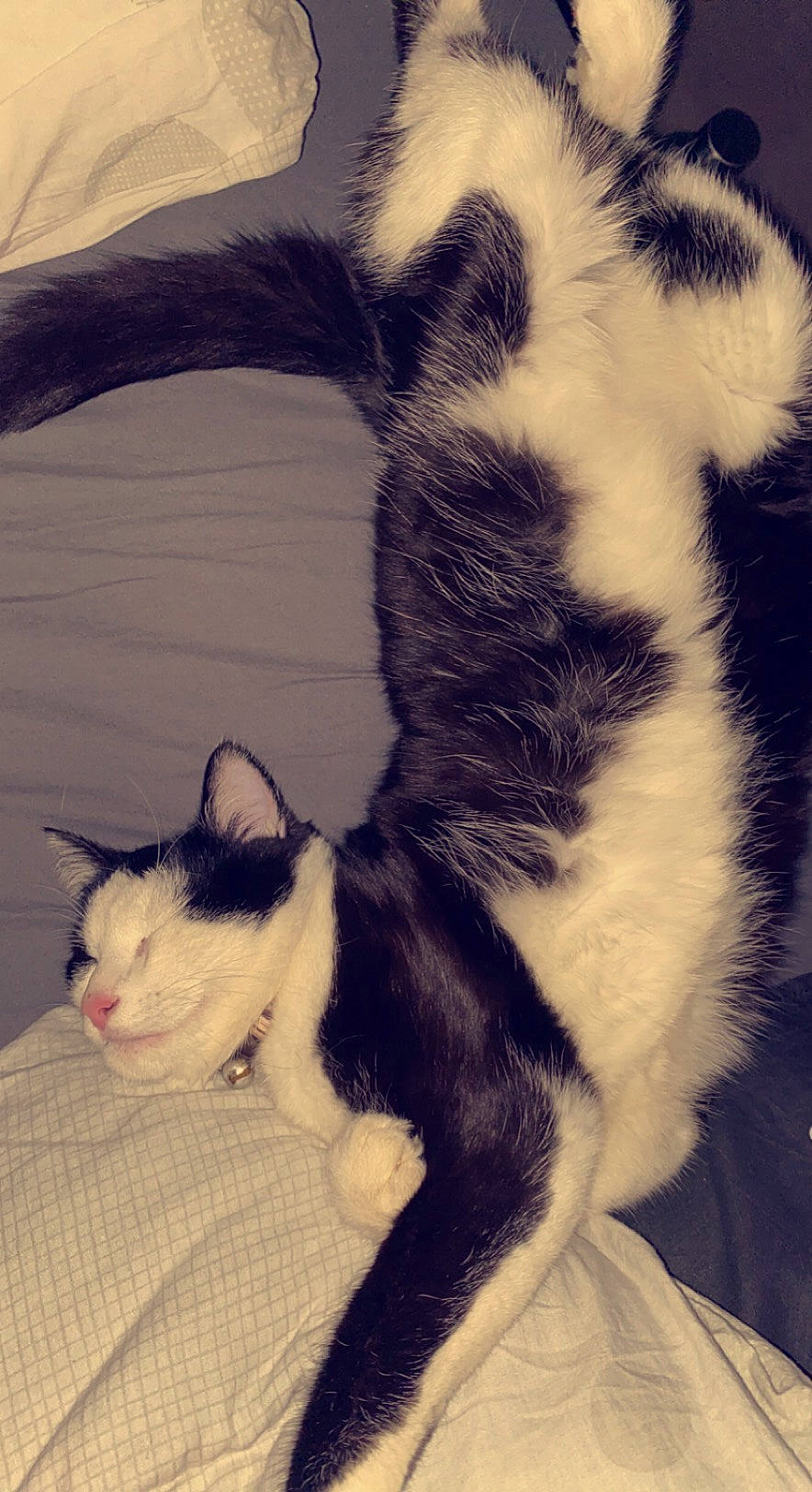 Qwerty a rejoint le concours — aidez-le/la à gagner de superbes lots ! carnivore, cat, claw, comfort, domestic_short_haired_cat, eye, felidae, foot, formal_wear, fur, head, human_body, mammal, nap, paw, plant, small_to_medium_sized_cats, snout, tail, whiskers