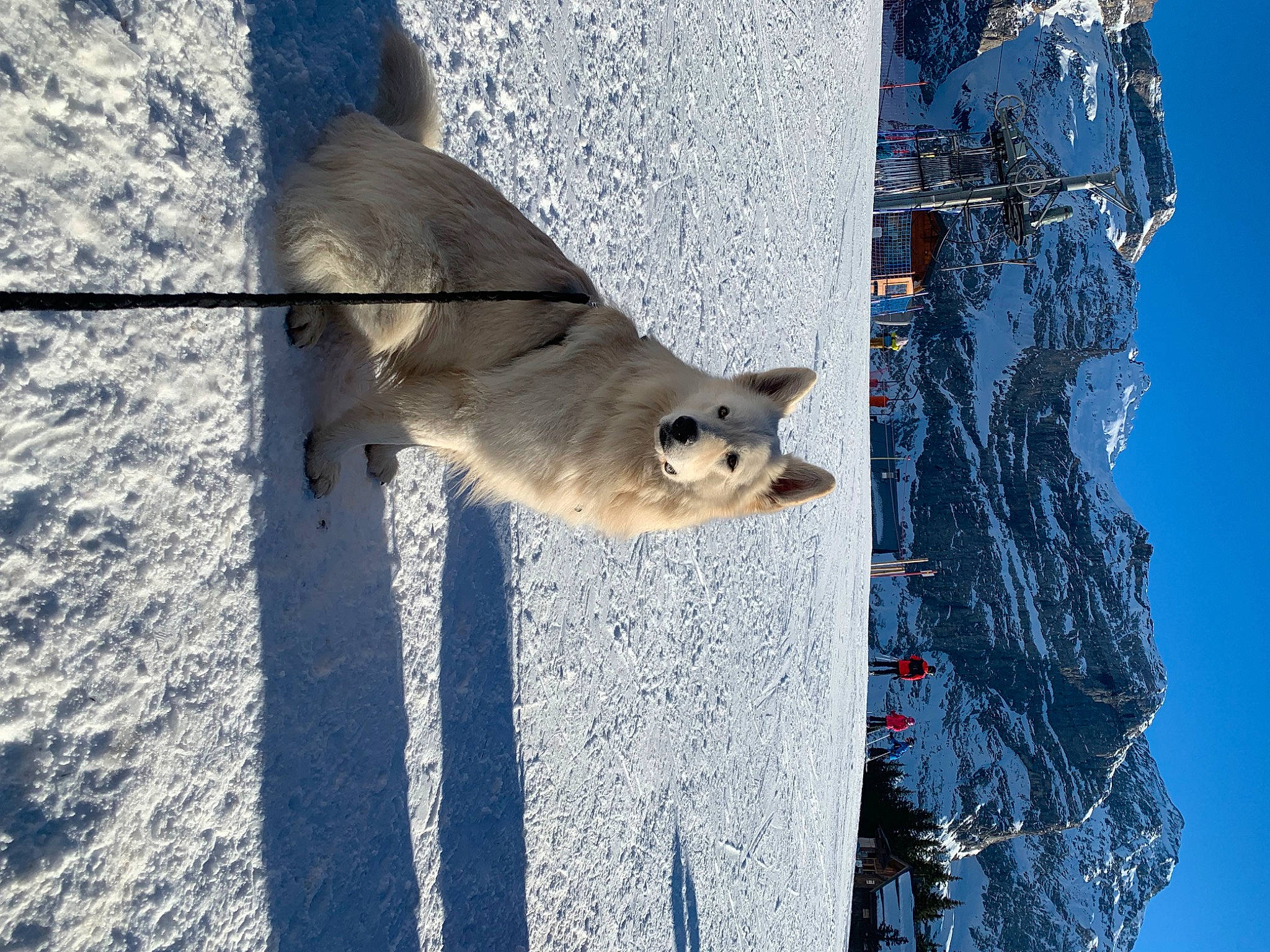 Orus participe au concours pour gagner de l'argent avec cette photo : azure, blue, branch, carnivore, fawn, felidae, freezing, glacial_landform, plant, slope, small_to_medium_sized_cats, snout, snow, tree, trunk, water, whiskers, window, winter, wood