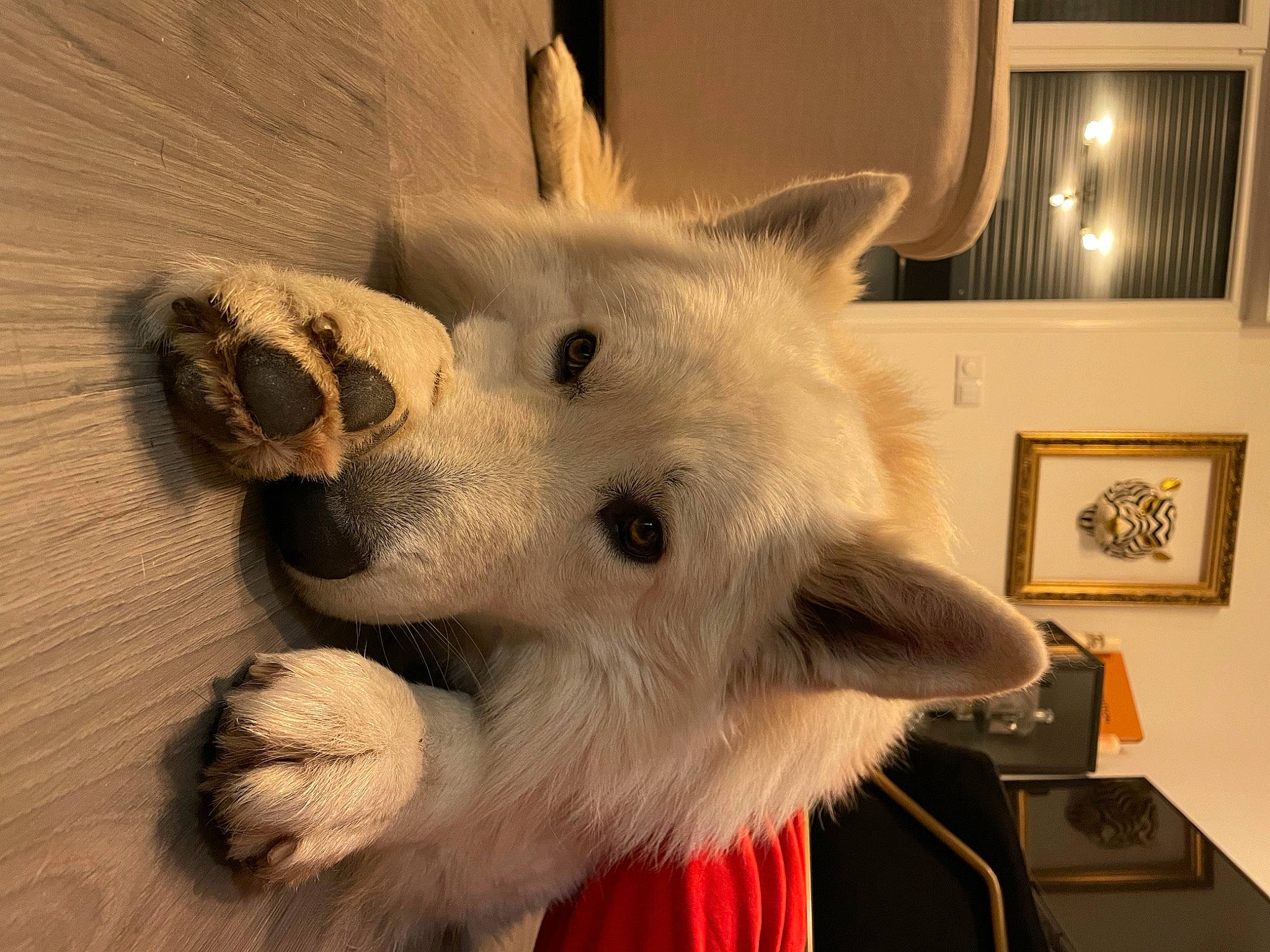 Orus a rejoint le concours — aidez-le/la à gagner de superbes lots ! carnivore, companion_dog, dog, dog_breed, ear, eye, fawn, felidae, fur, head, jaw, picture_frame, samoyed, small_to_medium_sized_cats, snout, spitz, sporting_group, whiskers, wood, working_animal