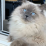 Marlow is registered to the contest to win money with this photo: cat, fluffy, blue_eyes, window_sill, indoor, relaxed, pet, feline, soft_fur, close_up, animal, cute, cozy, portrait, whiskers, paw, face, domestic_cat, resting, calm