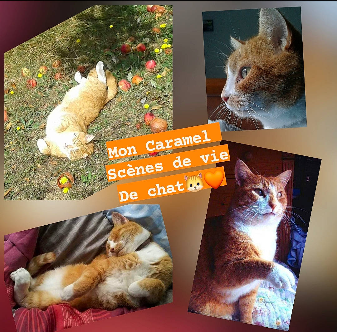 Caramel participe au concours pour gagner de l'argent avec cette photo : art, carnivore, cat, collage, companion_dog, domestic_short_haired_cat, event, fawn, felidae, fur, mammal, organism, paw, photo_caption, small_to_medium_sized_cats, tail, tree, vertebrate, whiskers, wildlife