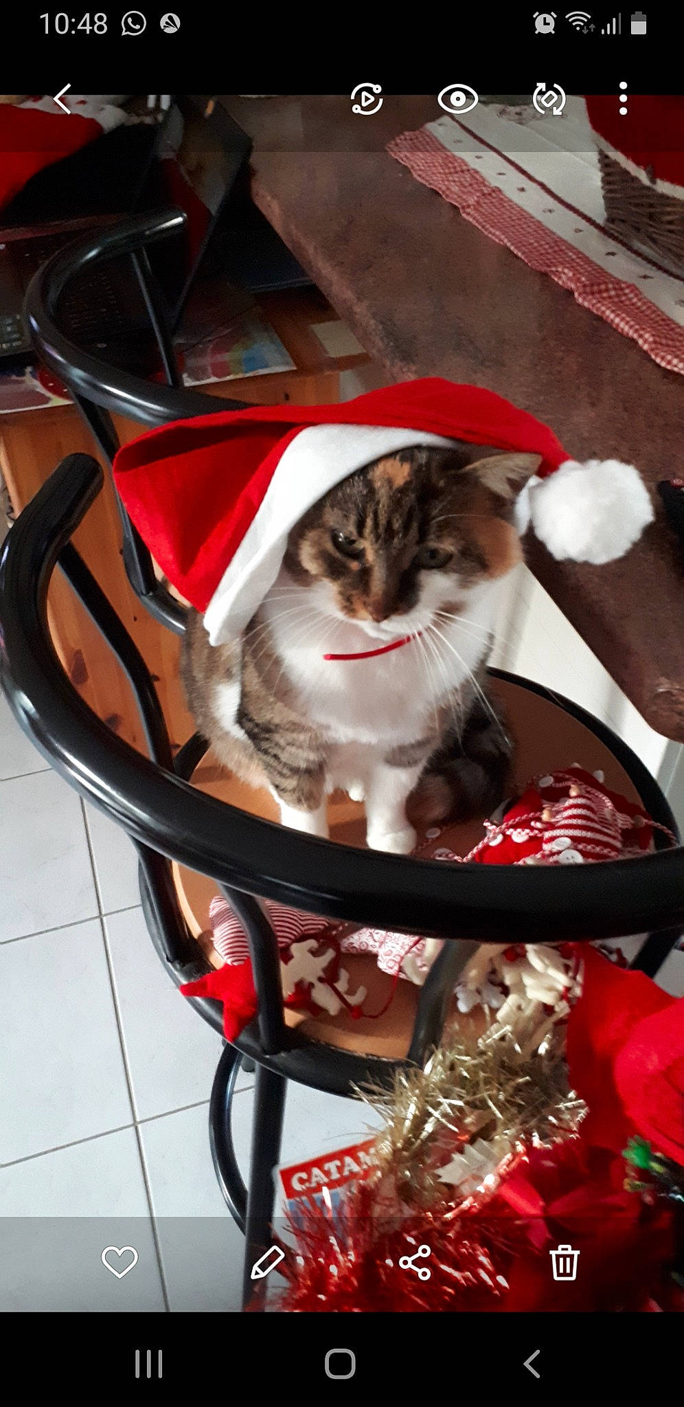 Framboise participe au concours pour gagner de l'argent avec cette photo : automotive_lighting, basket, box, carnivore, cart, cat, cat_supply, collar, domestic_short_haired_cat, event, eyewear, fashion_accessory, felidae, fur, holiday, pet_supply, sitting, small_to_medium_sized_cats, tail, whiskers