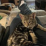 cat, tabby_cat, dog, dog_bed, person, legs, feet, socks, sandals, living_room, carpet, furniture, table, television, curtains, relaxation, indoor, pet, sleeping_dog, cozy