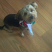 Teddy is registered to the contest to win money with this photo: dog, small_dog, pet, bandana, wooden_floor, indoor, cute, adorable, looking_up, fur, canine, animal, domestic_animal, companion, friend, brown, black, flooring, portrait, mammal