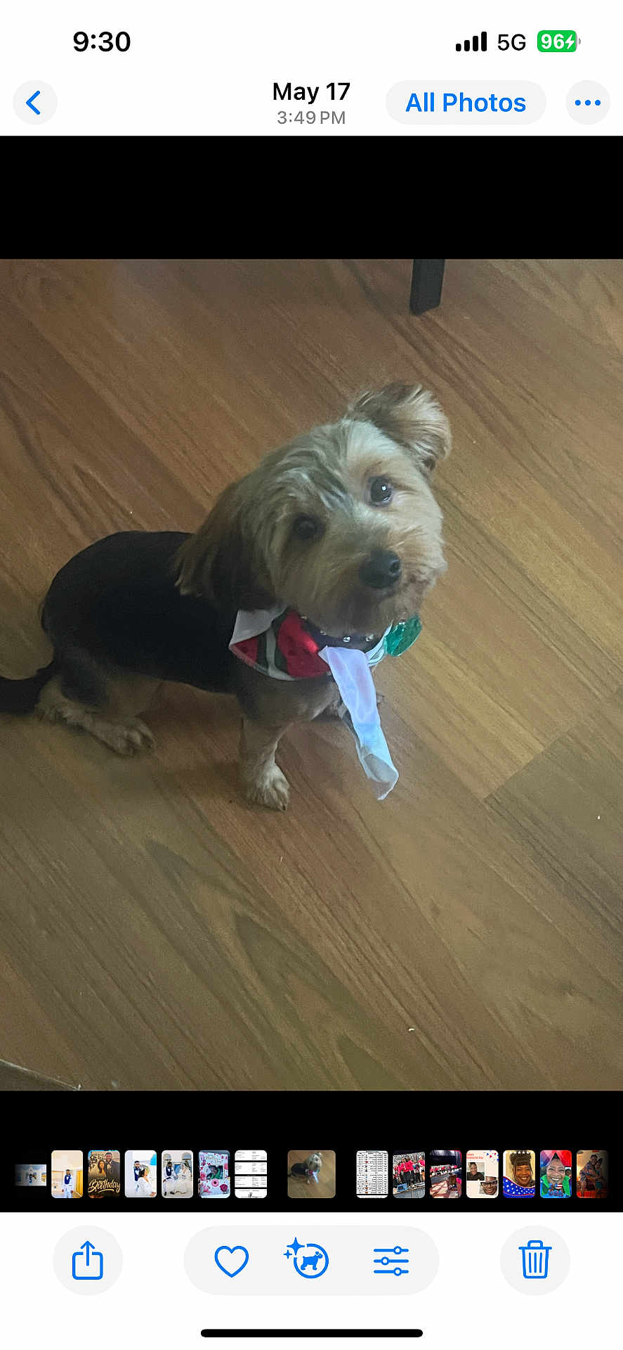 Teddy is registered to the contest to win money with this photo: dog, small_dog, pet, bandana, wooden_floor, indoor, cute, adorable, looking_up, fur, canine, animal, domestic_animal, companion, friend, brown, black, flooring, portrait, mammal