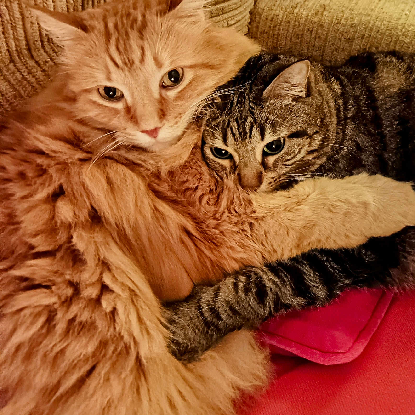 Nallo a rejoint le concours — aidez-le/la à gagner de superbes lots ! animal, cat, chair, closeup, comfort, companionship, cozy, cuddle, cute, domestic, feline, friendship, fur, hug, indoor, orange_cat, pets, relaxation, tabby_cat, whiskers