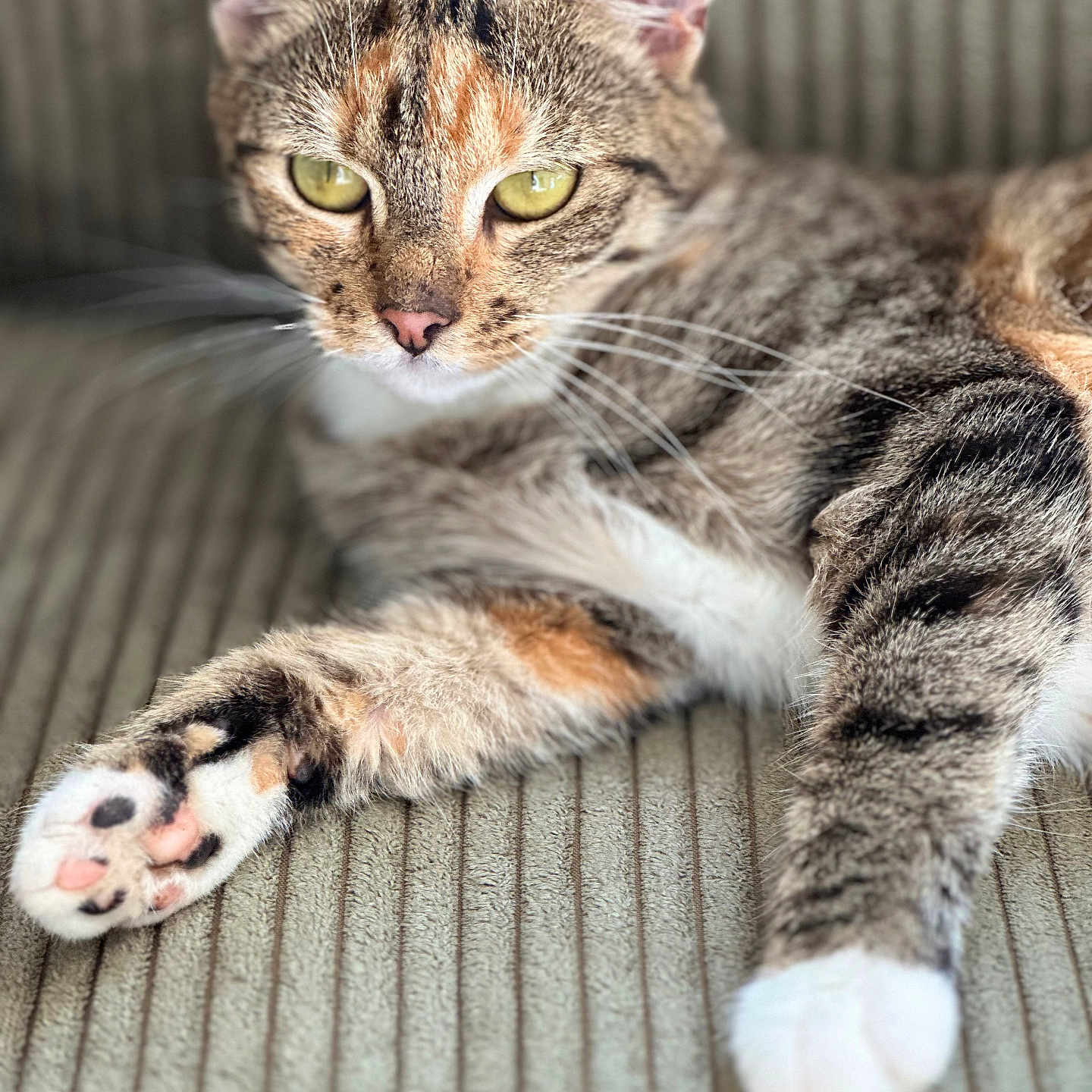 Jazzy participe au concours pour gagner de l'argent avec cette photo : abyssinian, animal, cat, claw, egyptiancat, electronics, hardware, hook, kitten, manx, ocelot, person, pet, sleeping