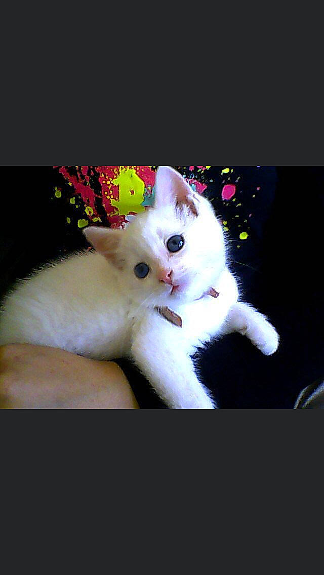 Alpine participe au concours pour gagner de l'argent avec cette photo : asian, burmilla, carnivore, cat, eye, felidae, fur, khao_manee, kitten, mammal, nose, paw, photo_caption, photography, small_to_medium_sized_cats, tail, turkish_angora, turkish_van, whiskers, white