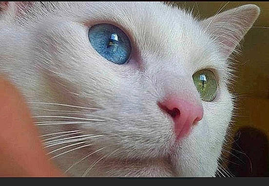 Alpine participe au concours pour gagner de l'argent avec cette photo : asian, burmilla, carnivore, cat, close_up, colorpoint_shorthair, domestic_short_haired_cat, eye, felidae, iris, javanese, khao_manee, mammal, nose, ojos_azules, organ, small_to_medium_sized_cats, snout, turkish_angora, whiskers