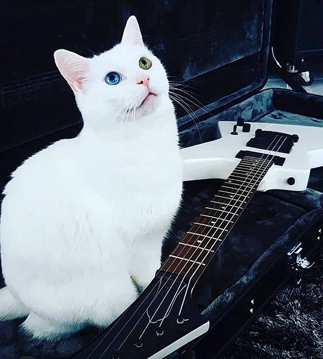 Alpine a rejoint le concours — aidez-le/la à gagner de superbes lots ! acoustic_guitar, bass_guitar, cat, electric_guitar, electronic_instrument, felidae, fur, guitar, musical_instrument, musician, plucked_string_instruments, small_to_medium_sized_cats, string_instrument, string_instrument_accessory, tail, turkish_angora, whiskers