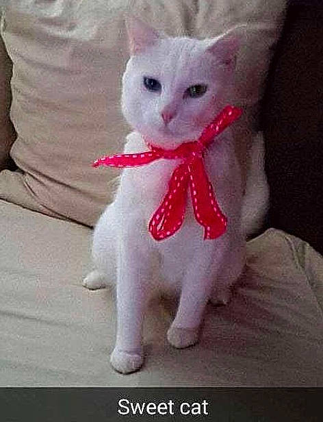 Alpine participe au concours pour gagner de l'argent avec cette photo : asian, burmilla, carnivore, cat, colorpoint_shorthair, domestic_short_haired_cat, felidae, khao_manee, kitten, pink, small_to_medium_sized_cats, tail, turkish_angora, turkish_van, whiskers