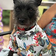 Daisy is registered to the contest to win money with this photo: animal, black_dog, canine, closeup, clothing, collar, colorful, companion, cute, dog, fashion, floral_shirt, furry, outdoor, pet, portrait, relaxed, sitting, summer, tropical