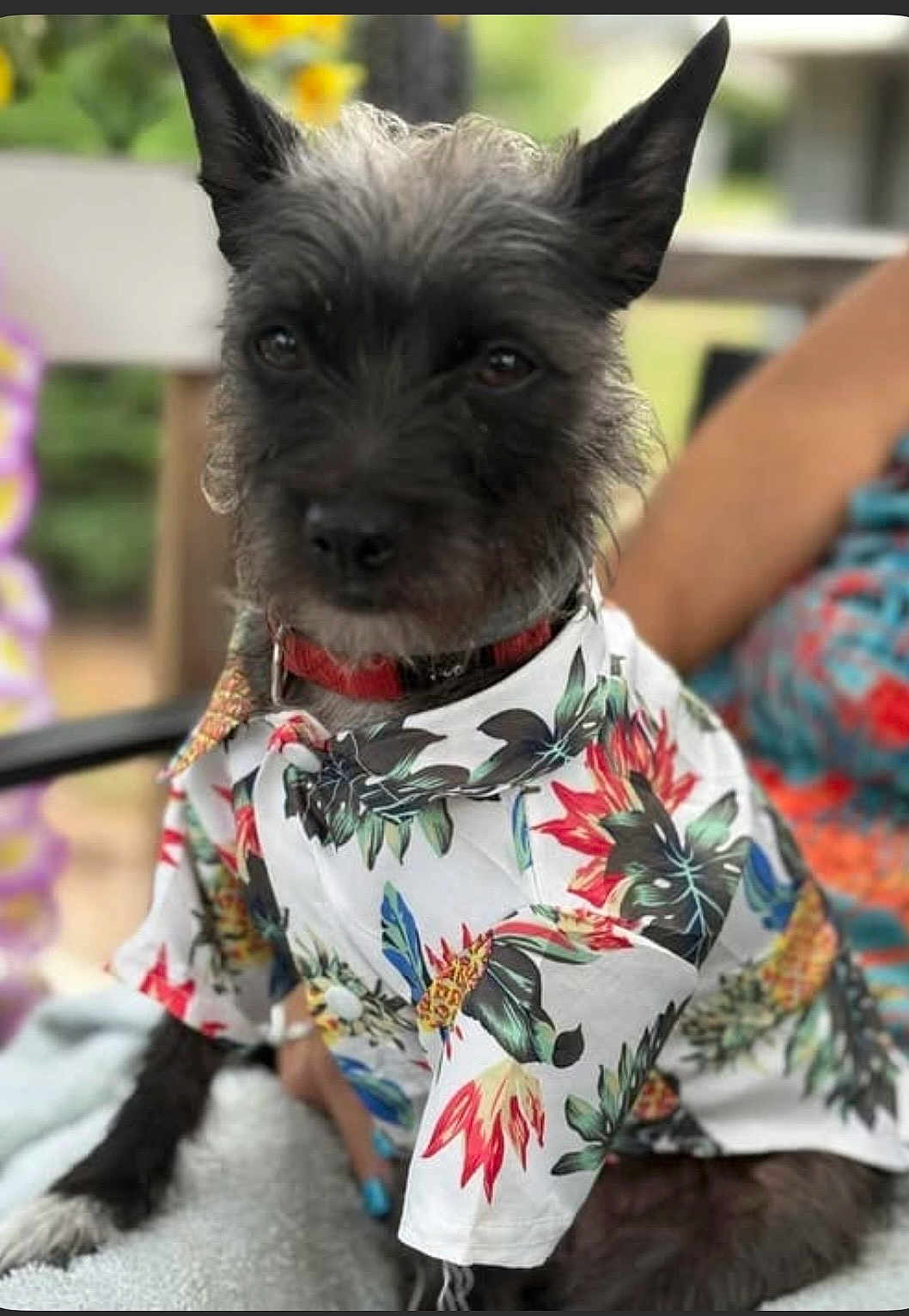 Daisy is registered to the contest to win money with this photo: animal, black_dog, canine, closeup, clothing, collar, colorful, companion, cute, dog, fashion, floral_shirt, furry, outdoor, pet, portrait, relaxed, sitting, summer, tropical