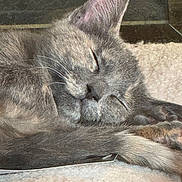 Gazheen is registered to the contest to win money with this photo: cat, gray_cat, sleeping, nap, fur, whiskers, ear, paw, cozy, blanket, soft_texture, indoor, pet, relaxed, close_up, animal, mammal, cute, resting, peaceful