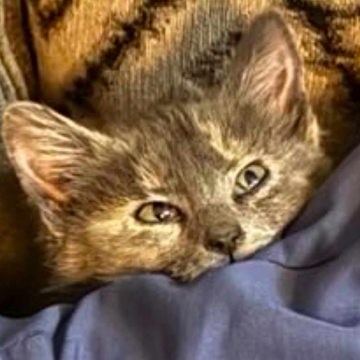 Gazheen is registered to the contest to win money with this photo: animal, blanket, cat, close_up, cozy, curious, cute, domestic_cat, ears, feline, fur, indoor, kitten, nose, pet, resting, sleepy, soft, whiskers, young