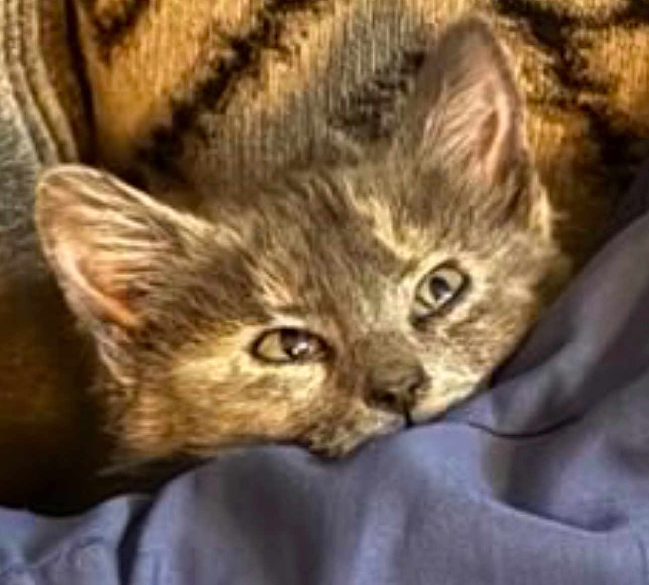 Gazheen is registered to the contest to win money with this photo: kitten, cat, animal, pet, close_up, sleepy, cozy, blanket, fur, ears, nose, whiskers, soft, cute, domestic_cat, resting, indoor, young, feline, curious