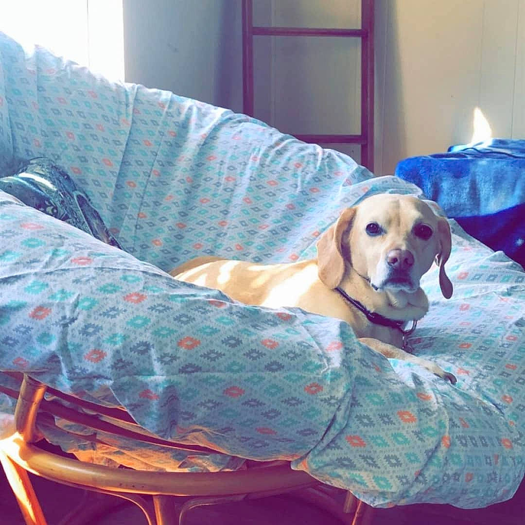 Mooney is registered to the contest to win money with this photo: basset_hound, beagle, blanket, canidae, carnivore, chair, companion_dog, coonhound, dachshund, dog, dog_breed, english_coonhound, furniture, hound, linens, mammal