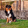 Sirius a rejoint le concours — aidez-le/la à gagner de superbes lots ! dog, tricolor, sitting, leash, grass, outdoor, fence, stone_wall, nature, pet, canine, alert, fur, collar, daylight, rustic, animal, watchful, park, quiet
