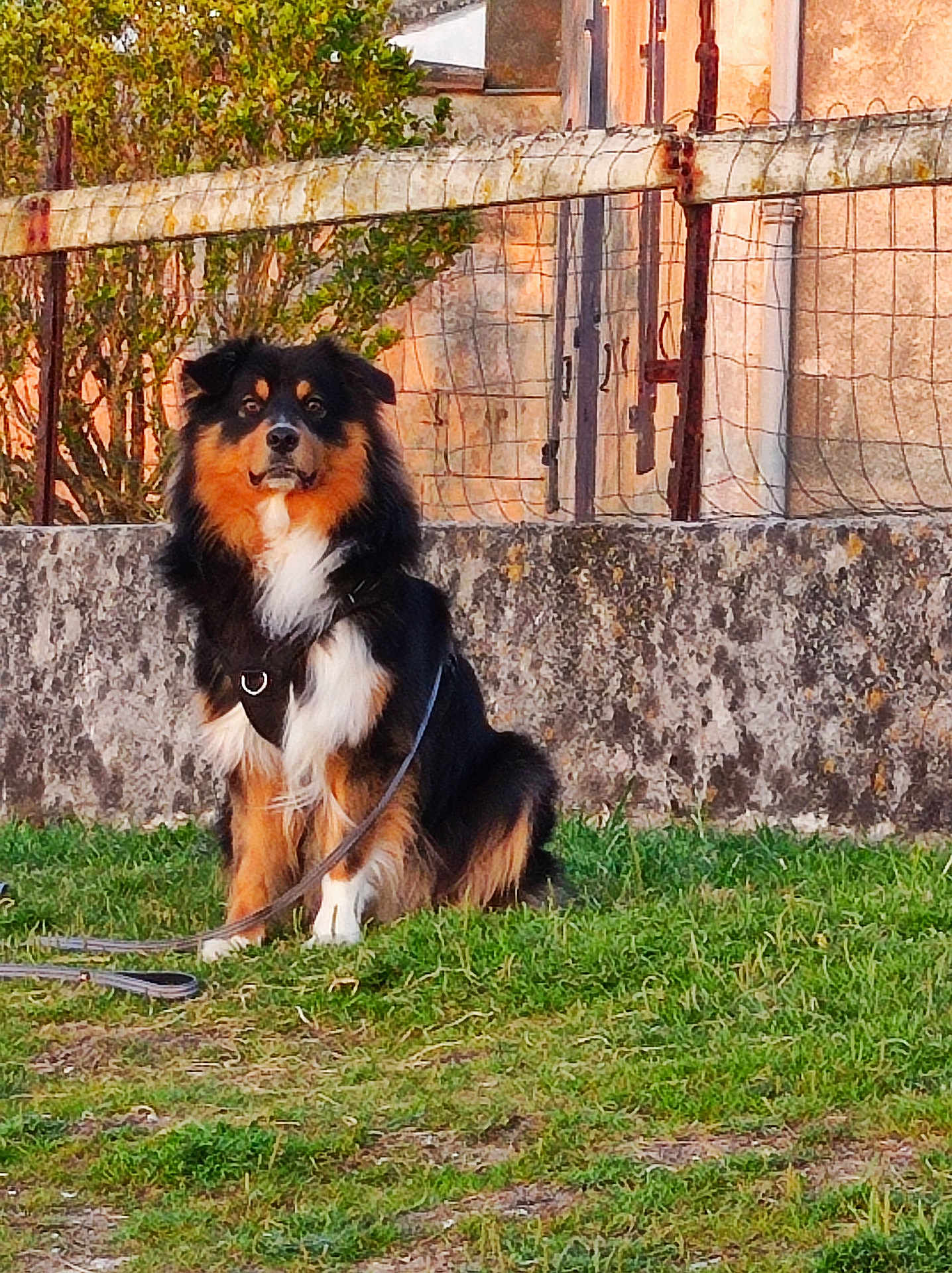 Sirius