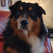 Sirius a rejoint le concours — aidez-le/la à gagner de superbes lots ! dog, pet, animal, fluffy, black_fur, brown_fur, white_fur, close_up, couch, indoor, living_room, wall_art, fur, portrait, canine, looking_at_camera, seated, domestic_animal, companion, blurred_background