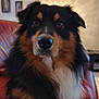 dog, pet, animal, fluffy, black_fur, brown_fur, white_fur, close_up, couch, indoor, living_room, wall_art, fur, portrait, canine, looking_at_camera, seated, domestic_animal, companion, blurred_background