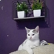 Casper is registered to the contest to win money with this photo: cat, couch, indoor, plant, potted_plant, purple_wall, framed_photos, shelf, white_cat, gray_cat, relaxed, pet, feline, home_decor, furniture, portrait, cozy, animal, resting, cute