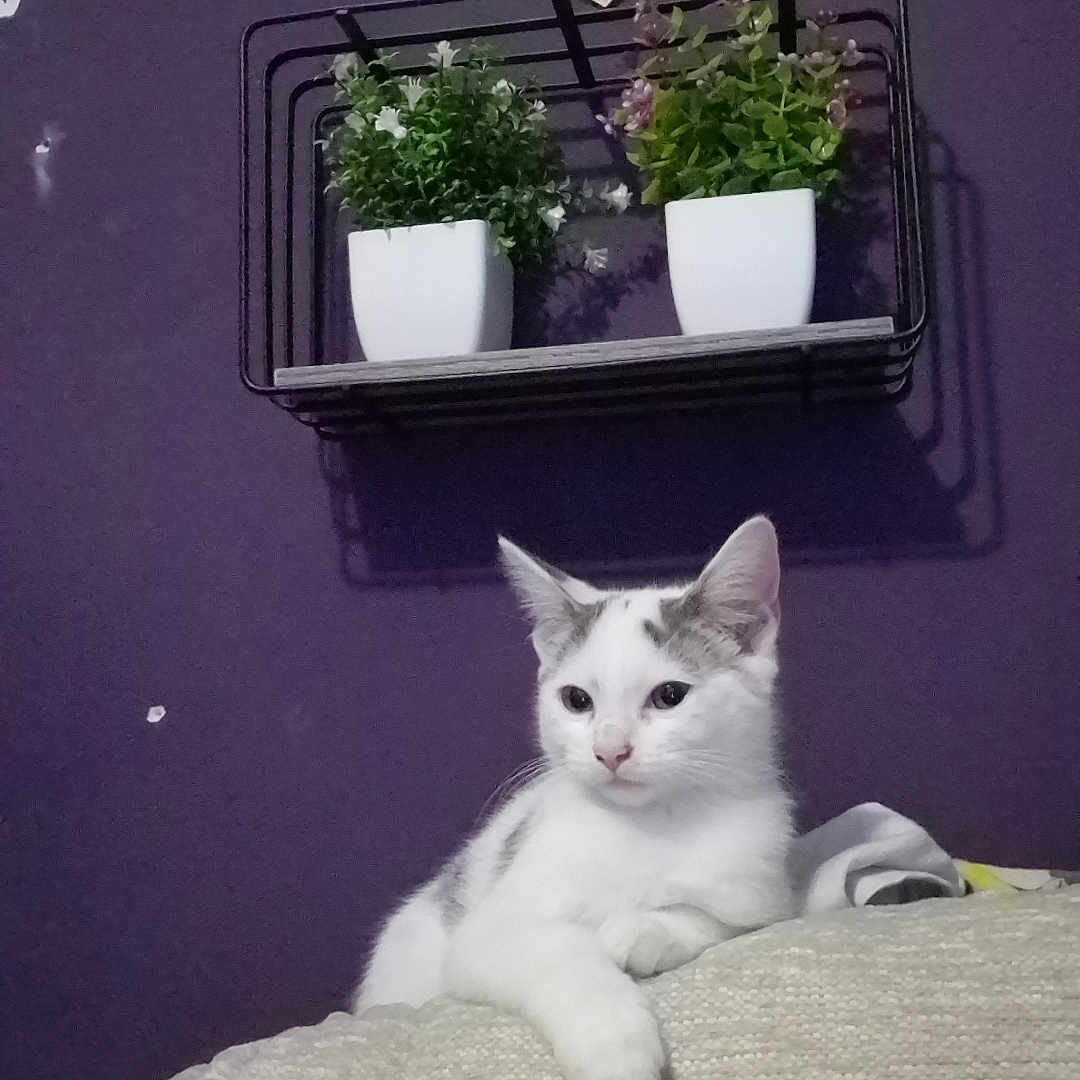 Casper is registered to the contest to win money with this photo: animal, cat, couch, cozy, cute, feline, framed_photos, furniture, gray_cat, home_decor, indoor, pet, plant, portrait, potted_plant, purple_wall, relaxed, resting, shelf, white_cat