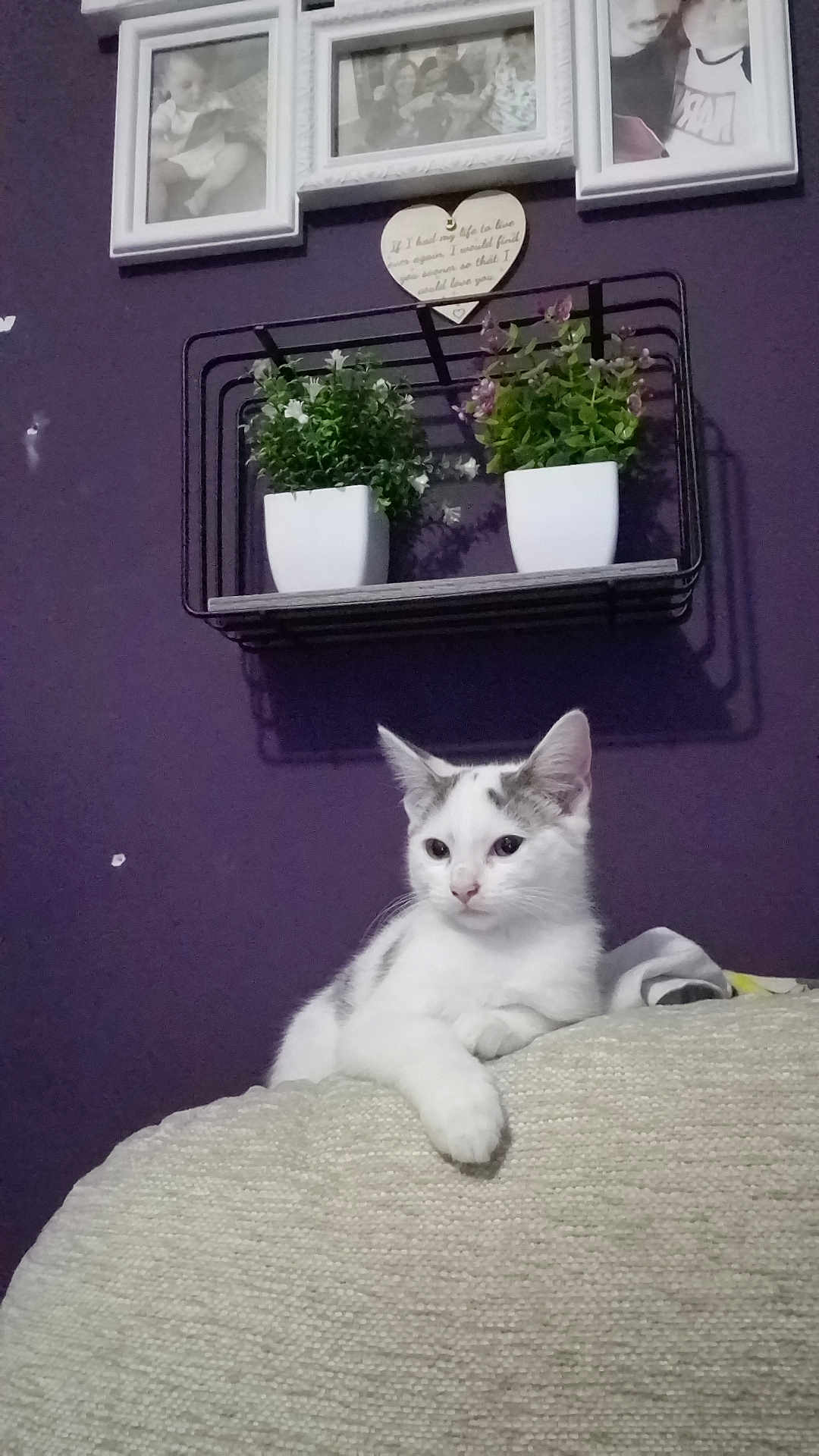 Casper is registered to the contest to win money with this photo: cat, couch, indoor, plant, potted_plant, purple_wall, framed_photos, shelf, white_cat, gray_cat, relaxed, pet, feline, home_decor, furniture, portrait, cozy, animal, resting, cute