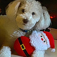 Smoki joined the competition — help win amazing prizes! animal, christmas, collar, cozy, cuddling, cute, dog, expression, face, fluffy, fur, holiday, indoor, paw, pet, plush_toy, santa_claus, table, toy, white_dog