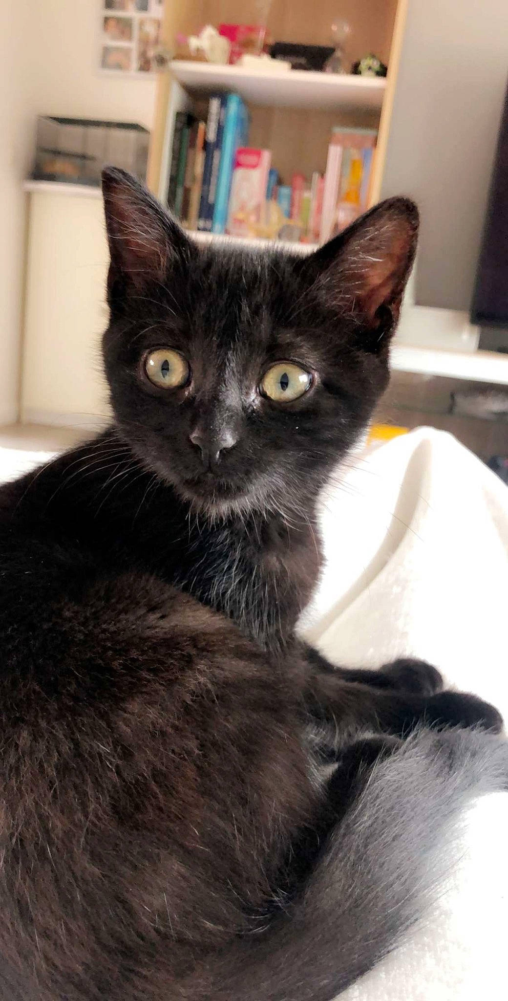 Prystie participe au concours pour gagner de l'argent avec cette photo : asian, black_cat, bombay, burmese, carnivore, cat, domestic_short_haired_cat, european_shorthair, felidae, german_rex, javanese, kitten, korat, mammal, oriental_longhair, small_to_medium_sized_cats, vertebrate, whiskers