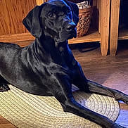 Coal joined the competition — help win amazing prizes! dog, black_dog, indoor, wooden_floor, rug, pet, animal, lounge, furniture, basket, wooden_furniture, home, cozy, canine, domestic_animal, floor, relaxed, portrait, shiny_coat, resting