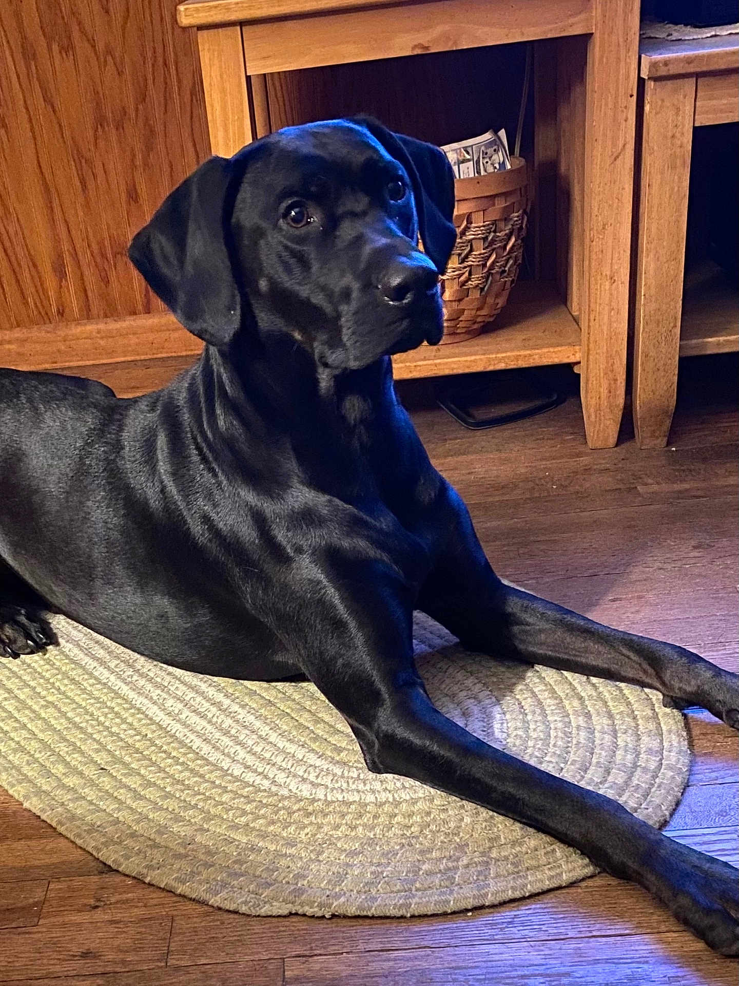 Coal joined the competition — help win amazing prizes! dog, black_dog, indoor, wooden_floor, rug, pet, animal, lounge, furniture, basket, wooden_furniture, home, cozy, canine, domestic_animal, floor, relaxed, portrait, shiny_coat, resting