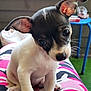 Tinkerbell joined the competition — help win amazing prizes! puppy, dog, small_dog, ears, curious, pet, animal, indoors, colorful, pattern, cute, sitting, closeup, fur, black_and_white, whiskers, nose, eyes, head_tilt, young
