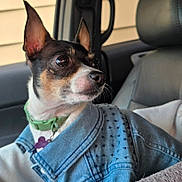 Tinkerbell is registered to the contest to win money with this photo: dog, small_dog, denim_jacket, green_collar, car_interior, car_seat, pet, animal, ears, close_up, looking_away, seatbelt, window, reflection, fur, domestic_animal, portrait, cute, indoors, companion