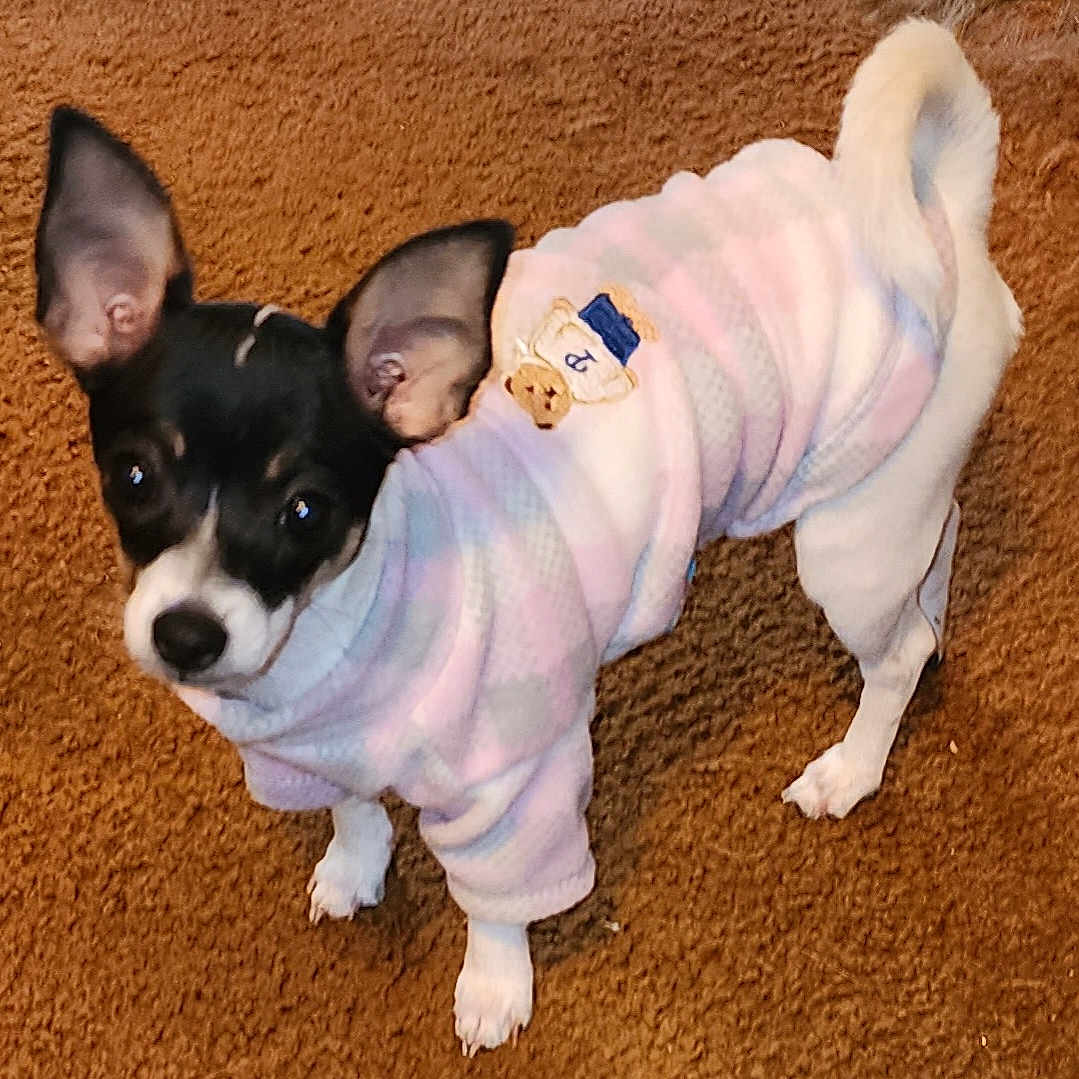 Tinkerbell joined the competition — help win amazing prizes! adorable, animal, brown_carpet, canine, clothing, companion, curious, cute, dog, domestic_animal, ears, friendly, fur, indoor, looking_up, pastel_colors, pet, small_dog, standing, sweater