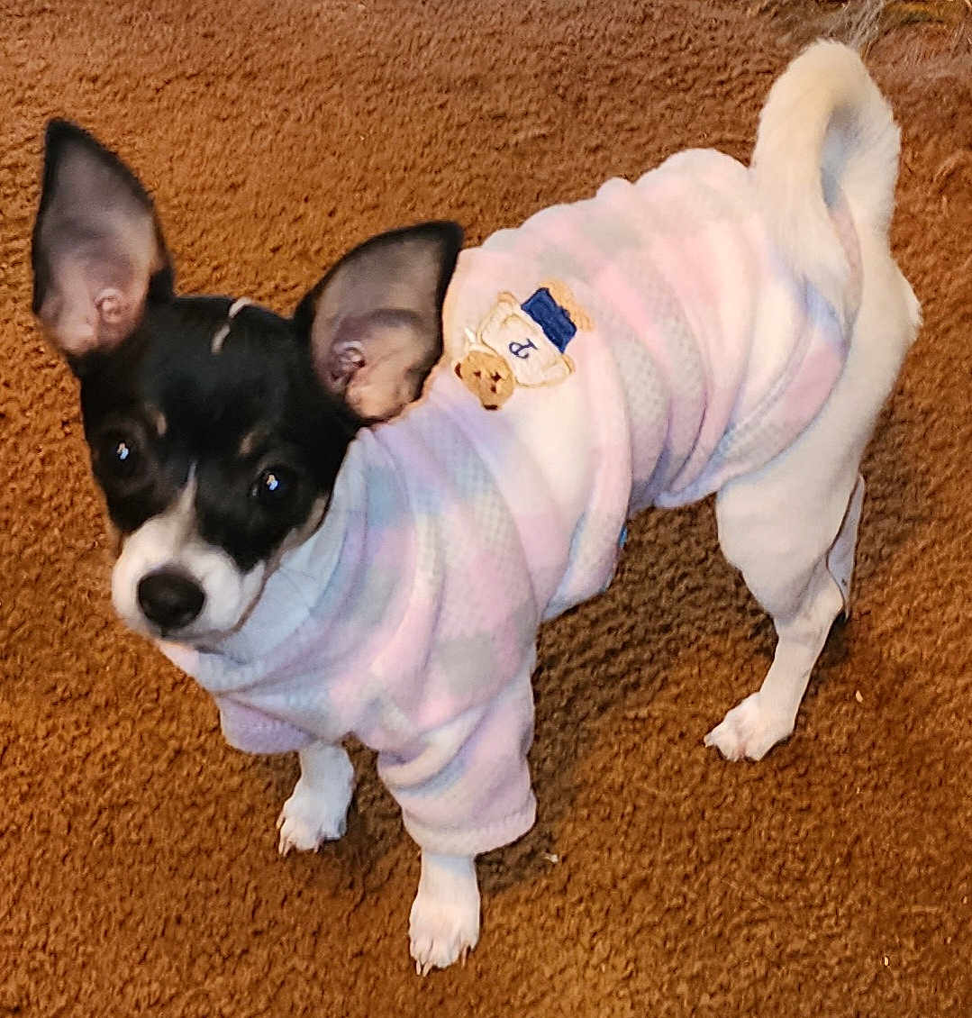 Tinkerbell joined the competition — help win amazing prizes! dog, small_dog, pet, clothing, sweater, pastel_colors, brown_carpet, animal, cute, looking_up, ears, fur, indoor, companion, friendly, adorable, standing, canine, domestic_animal, curious