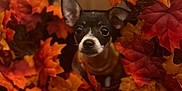 Tinkerbell joined the competition — help win amazing prizes! dog, puppy, autumn, fall, leaves, wreath, orange, red, yellow, cute, pet, animal, indoor, decor, closeup, face, ears, black_and_white, nature, seasonal
