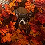 dog, puppy, autumn, fall, leaves, wreath, orange, red, yellow, cute, pet, animal, indoor, decor, closeup, face, ears, black_and_white, nature, seasonal