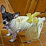 Tinkerbell joined the competition — help win amazing prizes! dog, small_dog, costume, dress, gold_bow, wings, indoor, tile_floor, pet, curious, white_clothing, black_and_white_fur, tiny, animal, cute, looking_up, decorative, fancy_dress, domestic, standing