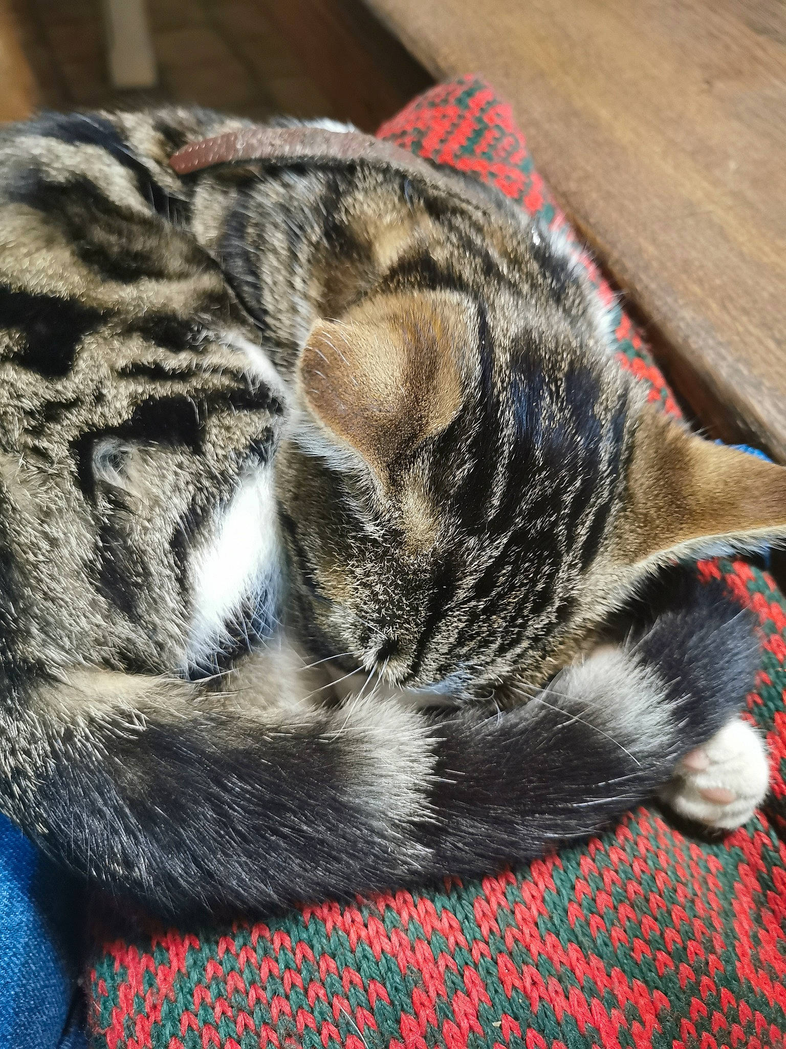 Rafiki a rejoint le concours — aidez-le/la à gagner de superbes lots ! american_shorthair, asian, california_spangled, carnivore, cat, claw, domestic_short_haired_cat, dragon_li, european_shorthair, felidae, fur, kitten, mammal, nap, paw, small_to_medium_sized_cats, snout, tabby_cat, tail, whiskers