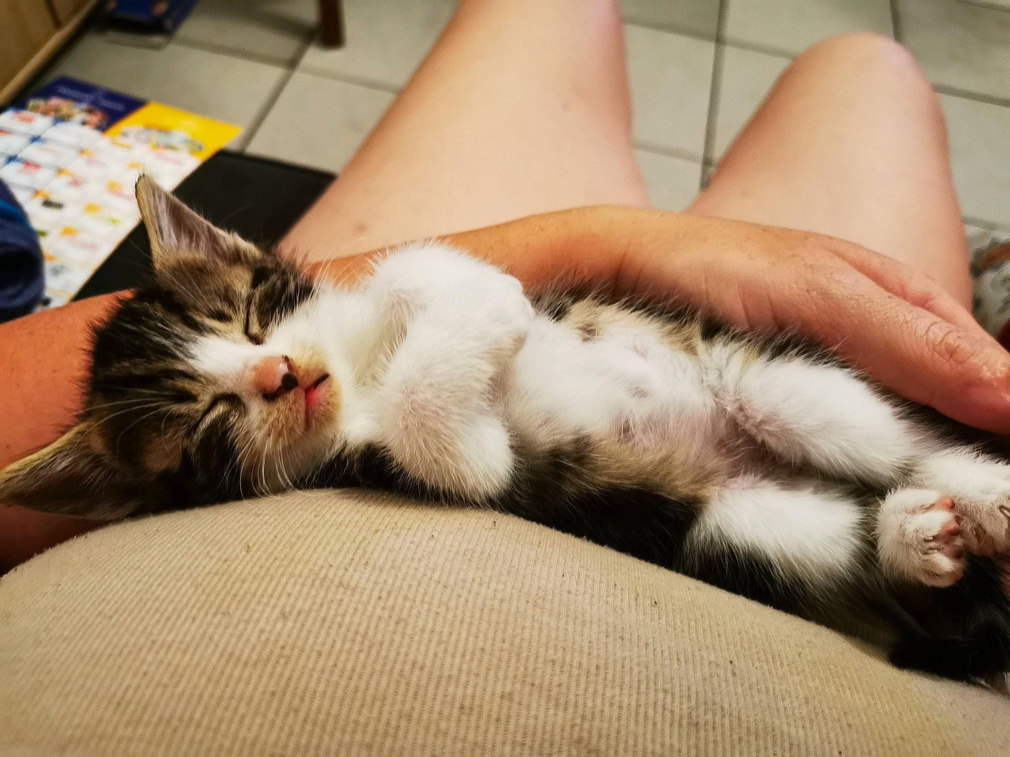 Rafiki a rejoint le concours — aidez-le/la à gagner de superbes lots ! arm, carnivore, cat, ear, european_shorthair, eye, felidae, fur, hand, kitten, leg, nap, norwegian_forest_cat, paw, polydactyl_cat, skin, sleep, small_to_medium_sized_cats, tabby_cat, whiskers